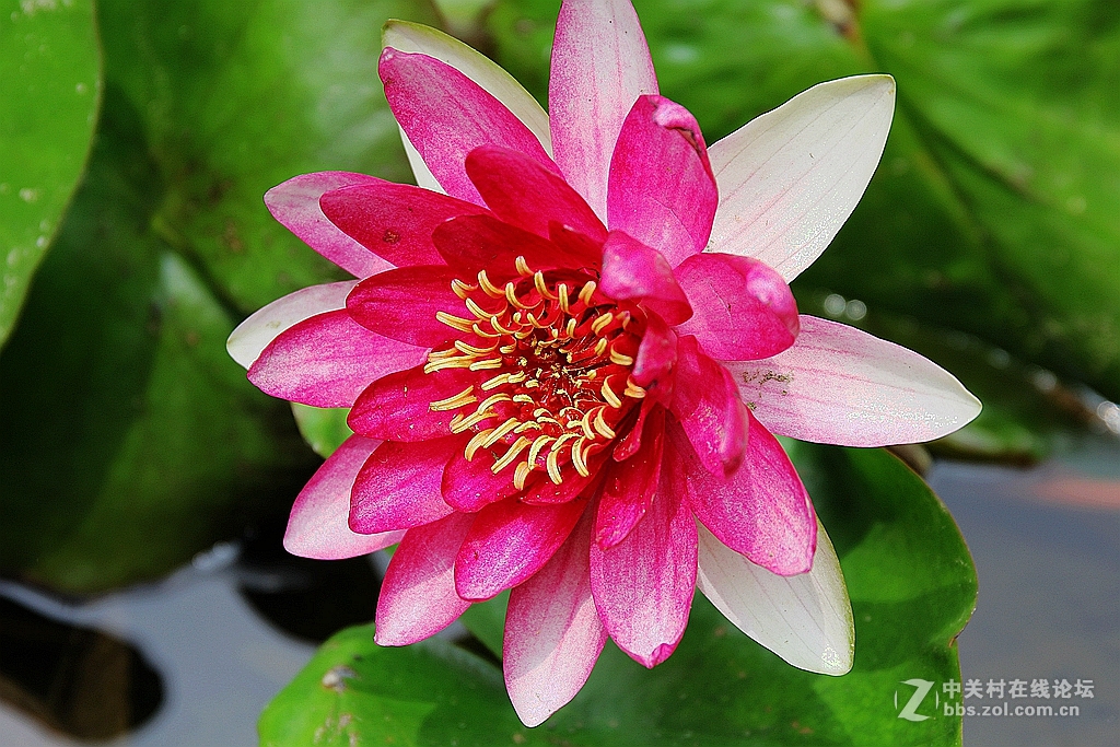 #我的2015摄影总结#---花卉篇