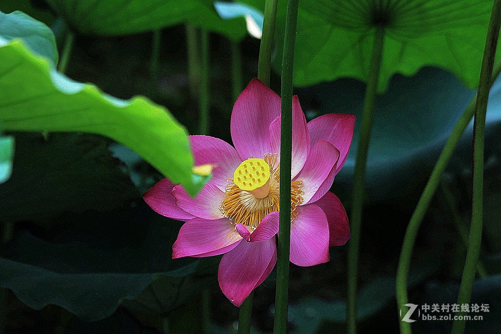 #我的2015摄影总结#---花卉篇