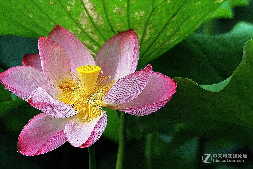 #我的2015摄影总结#---花卉篇