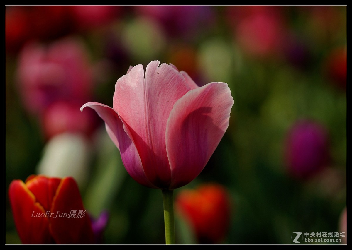 上海植物园里的－－－粉红与紫色郁金香
