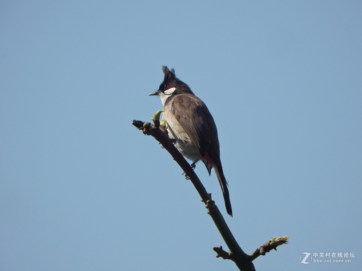 SP-100EE试拍几只小小鸟