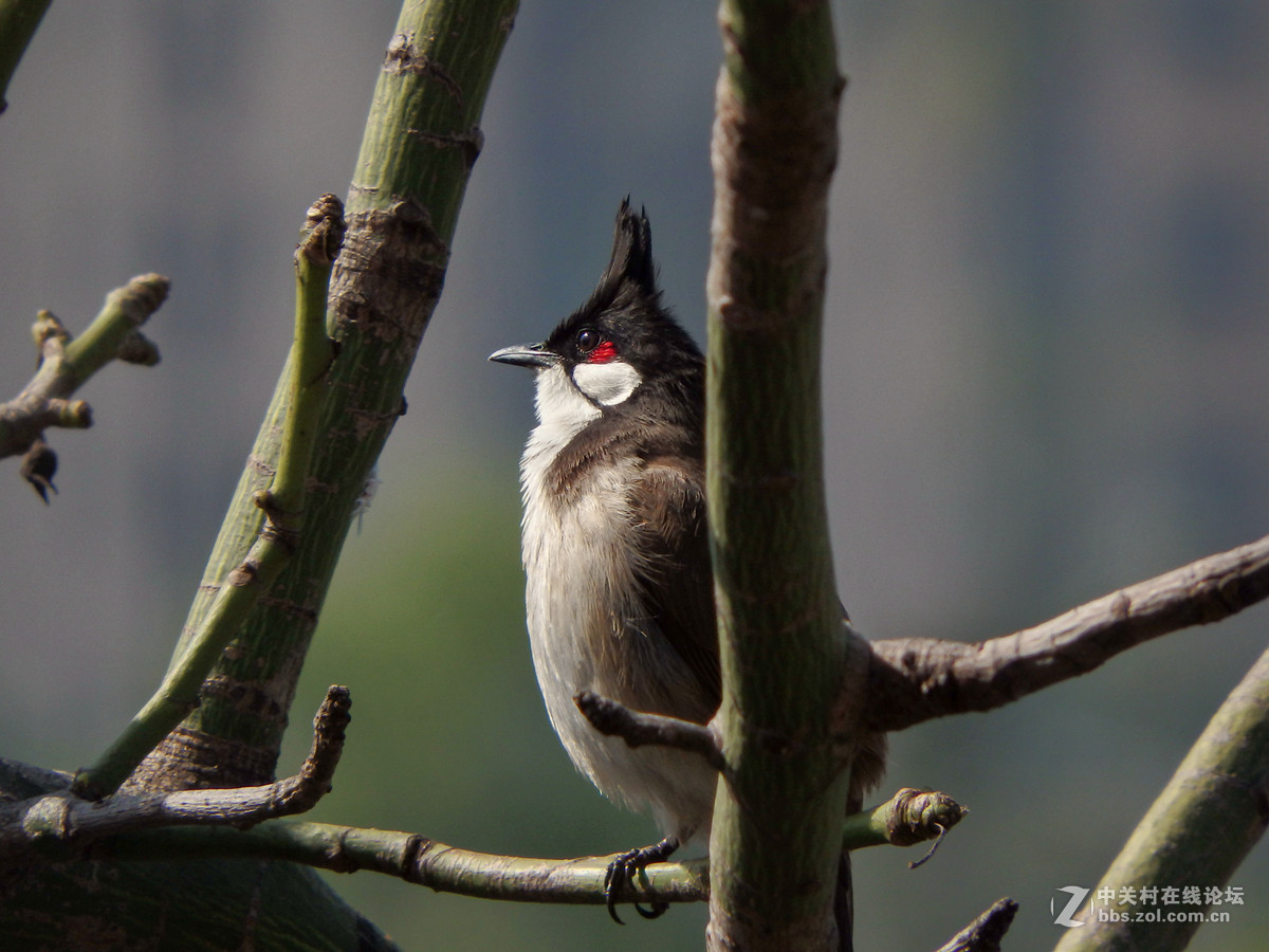 SP-100EE试拍几只小小鸟