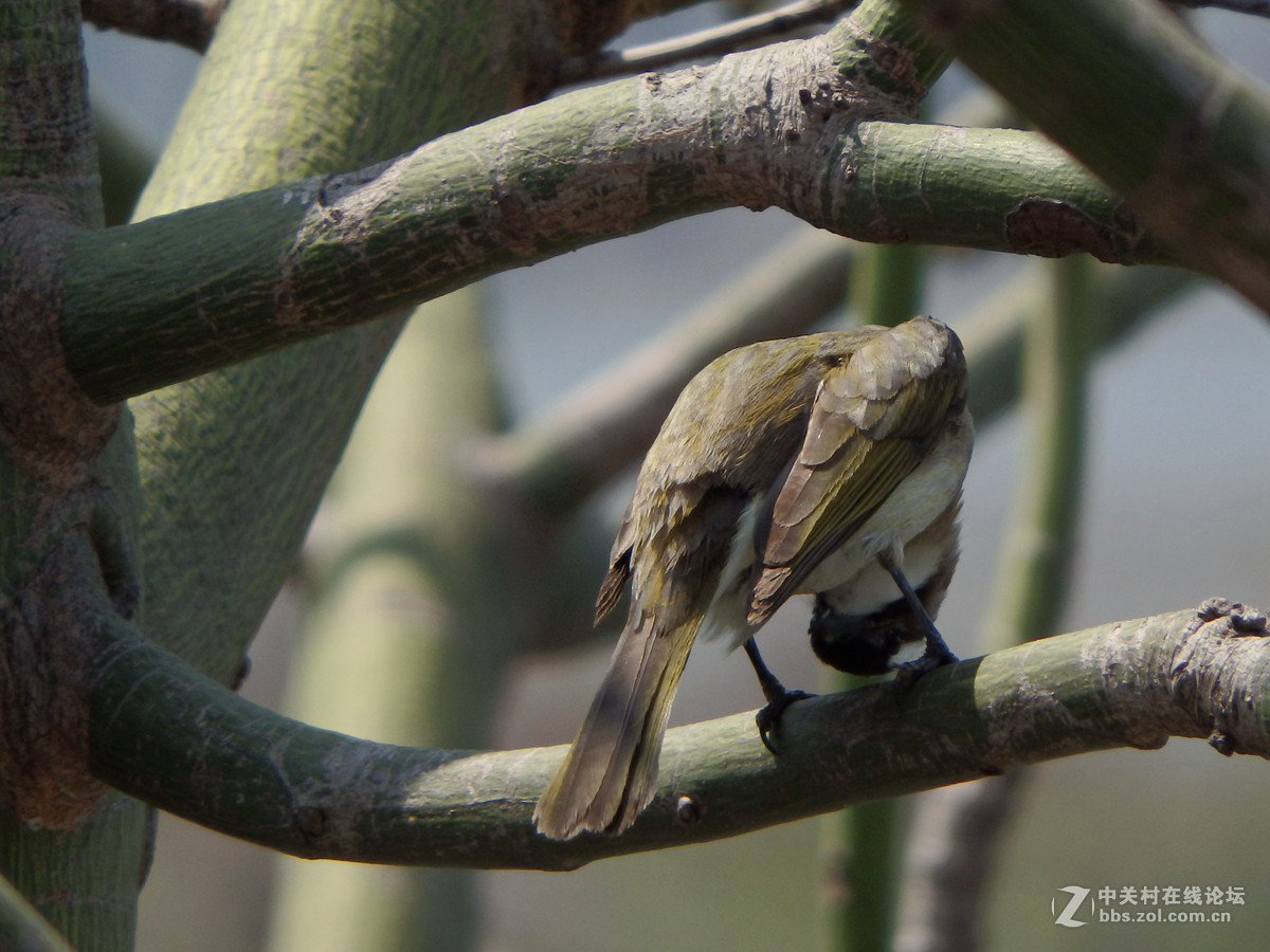 SP-100EE试拍几只小小鸟