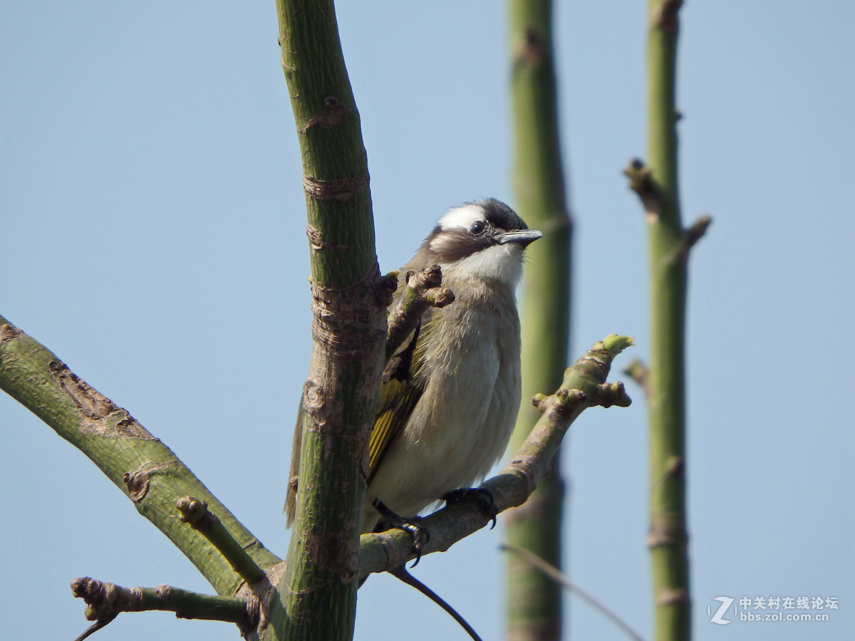 SP-100EE试拍几只小小鸟