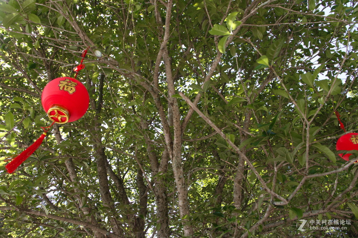 神光山4Ａ级森林公园随拍