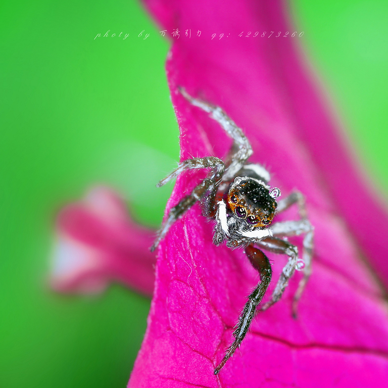 安德逊蝇虎ii㊣