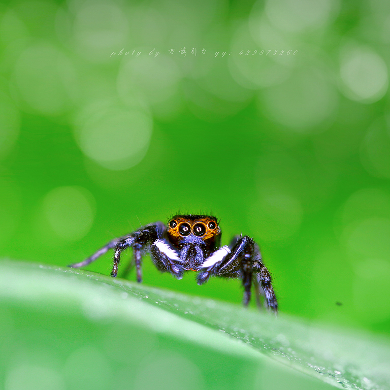 安德逊蝇虎ii㊣