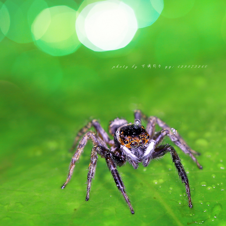 安德逊蝇虎ii㊣
