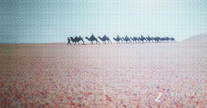 “沙漠之舟”【翻拍】
