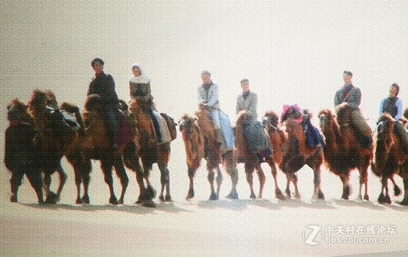 “沙漠之舟”【翻拍】