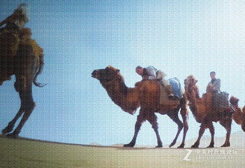 “沙漠之舟”【翻拍】