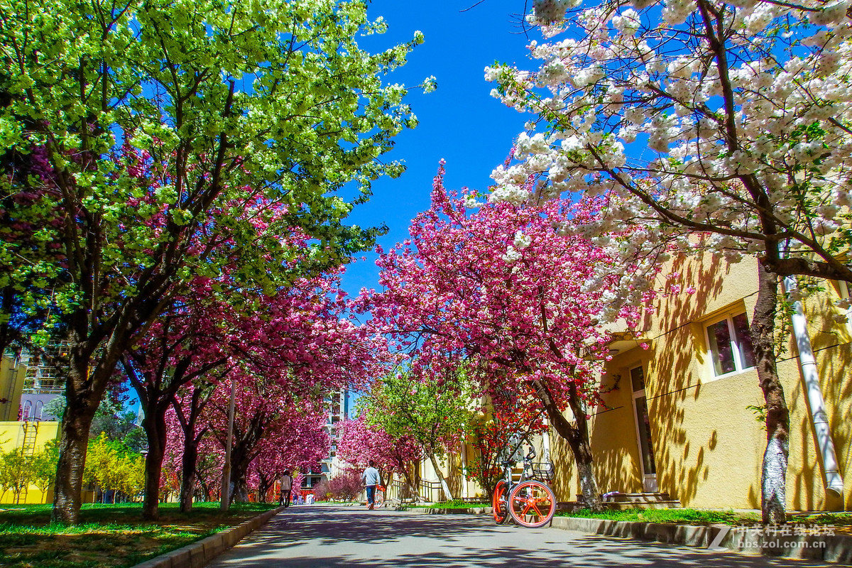 北京耿丹学院樱花图片