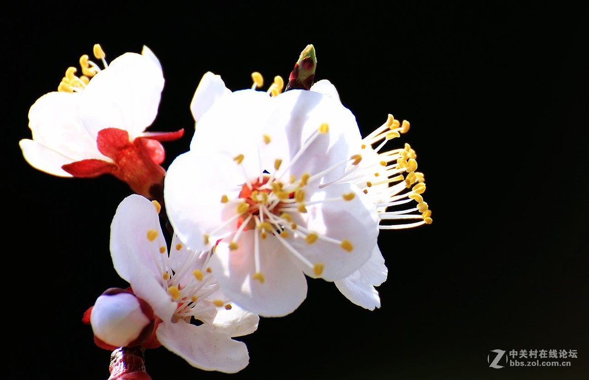 咱这里的杏花儿开的迟