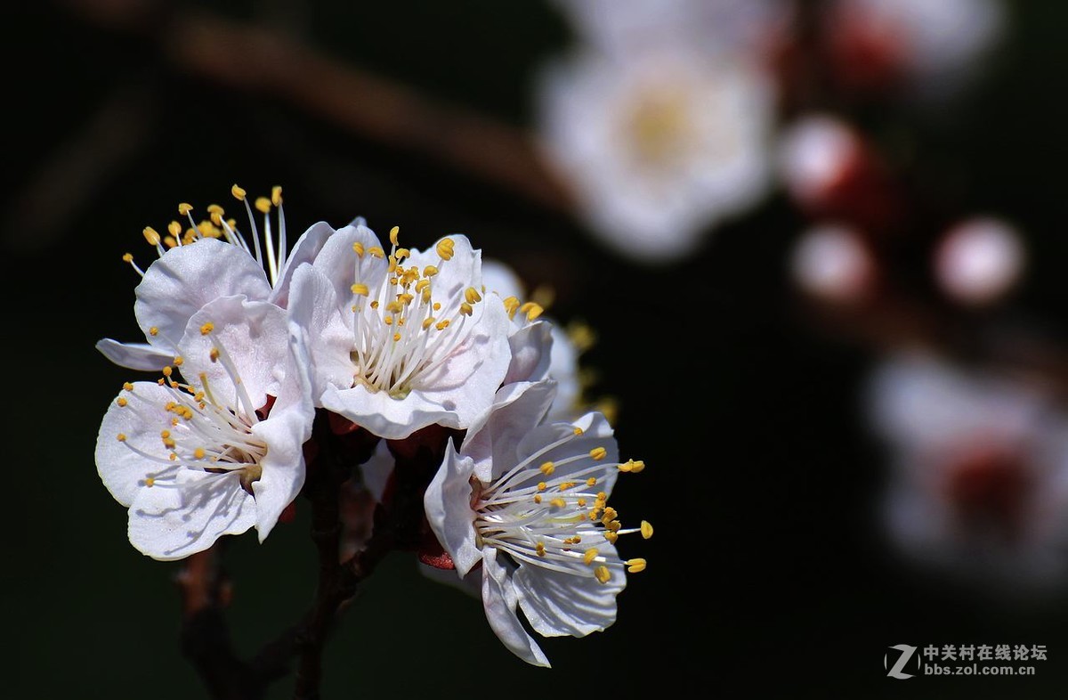 咱这里的杏花儿开的迟