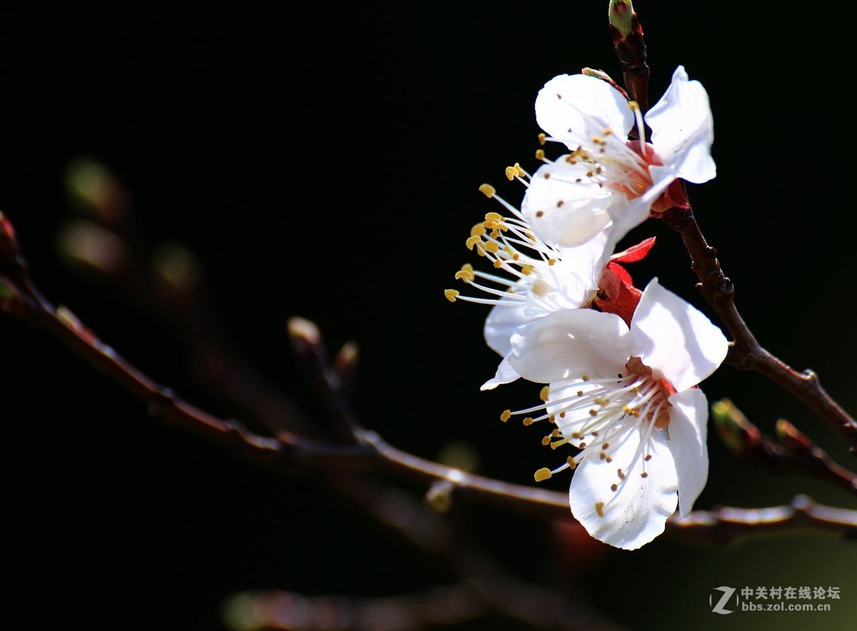 咱这里的杏花儿开的迟