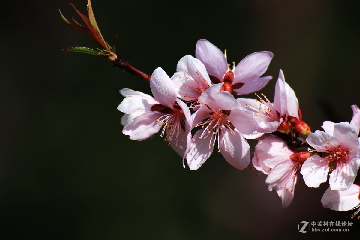 咱这里的杏花儿开的迟