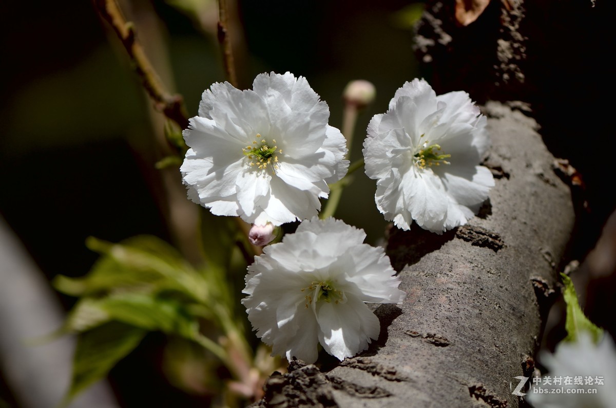 白樱花