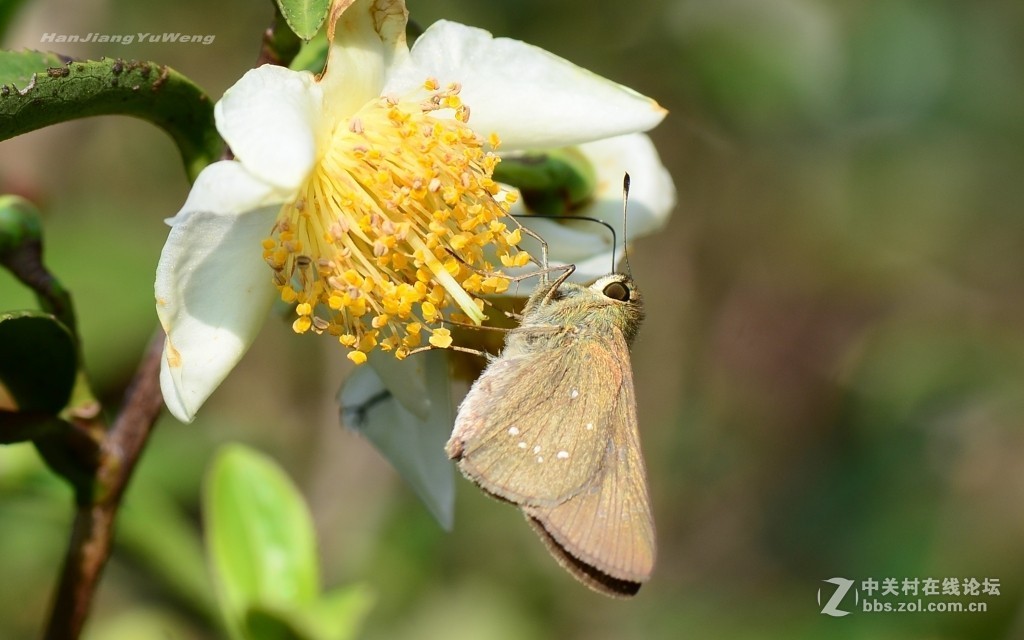 茶叶花上的蝴蝶