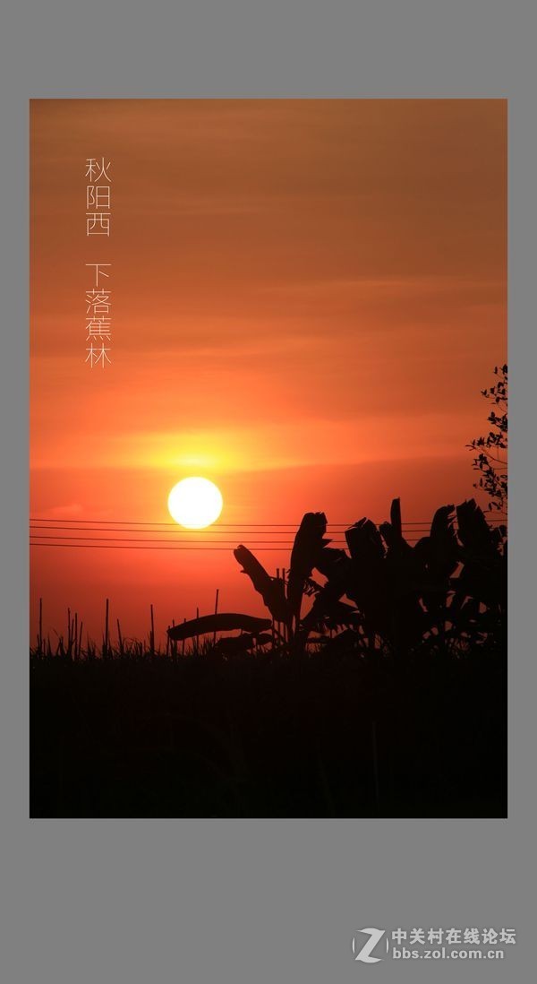 秋阳西下落蕉林