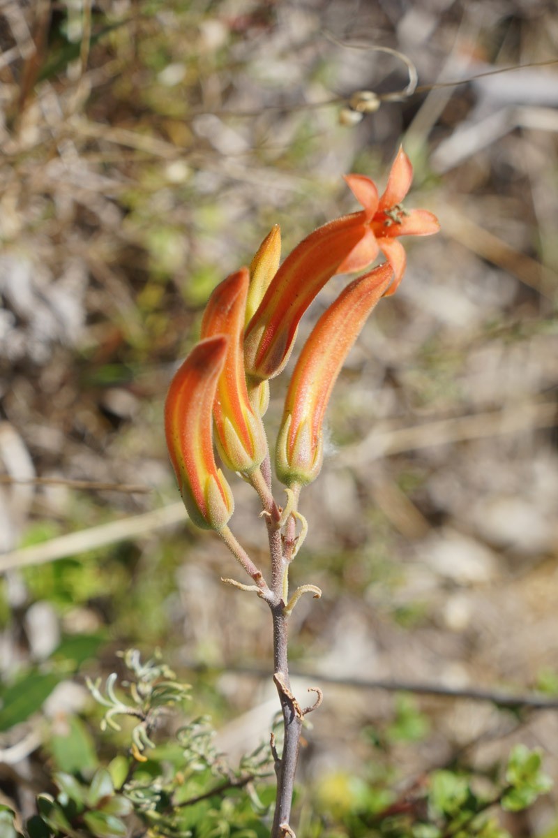 好望角保护区里的动植物