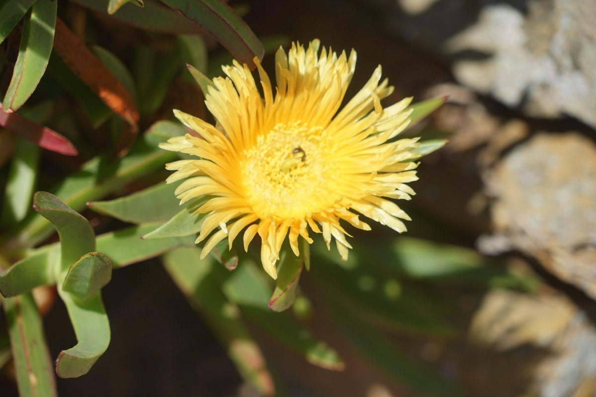 好望角保护区里的动植物