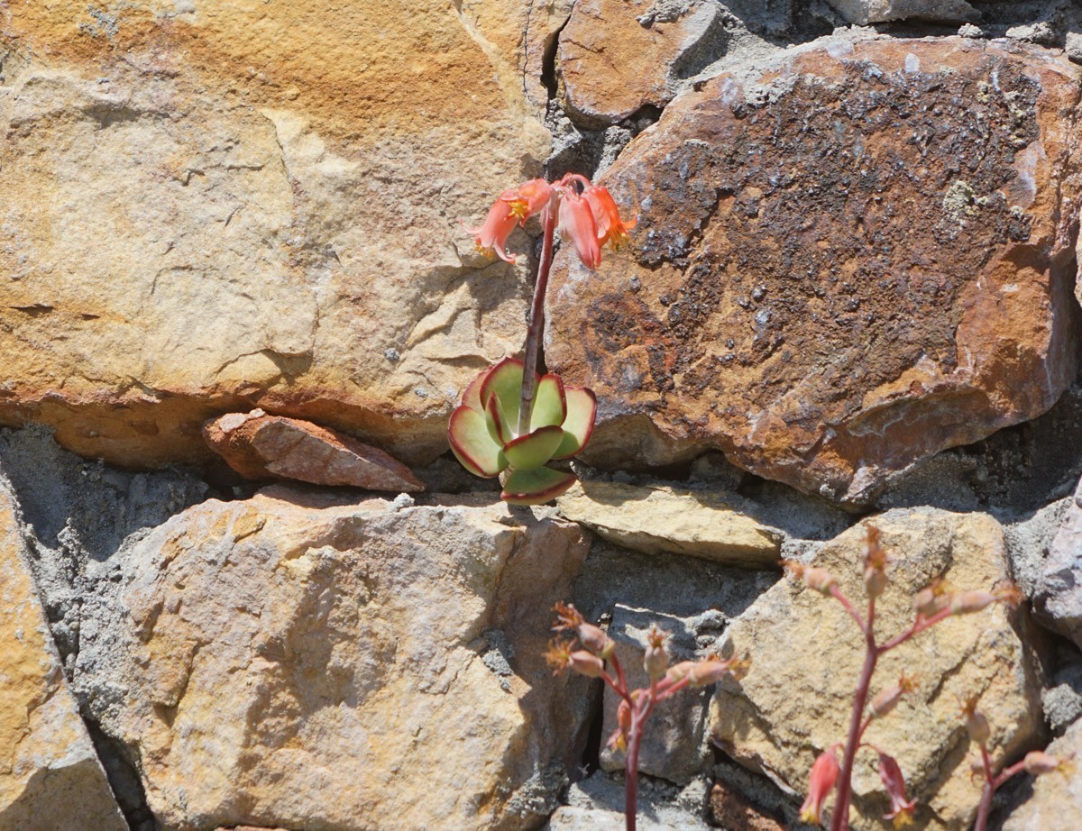 好望角保护区里的动植物