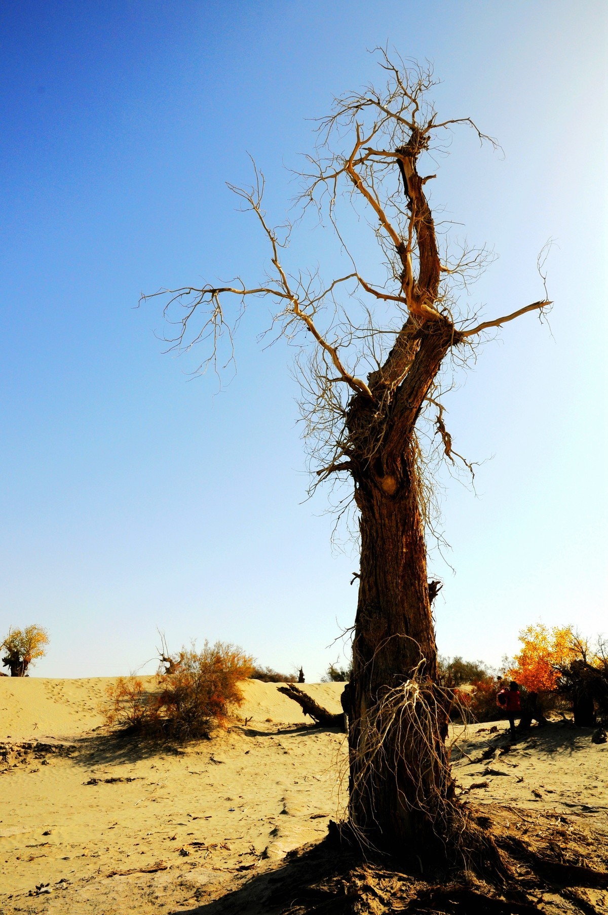 站着等你三千年  —  塔克拉玛干沙漠胡杨