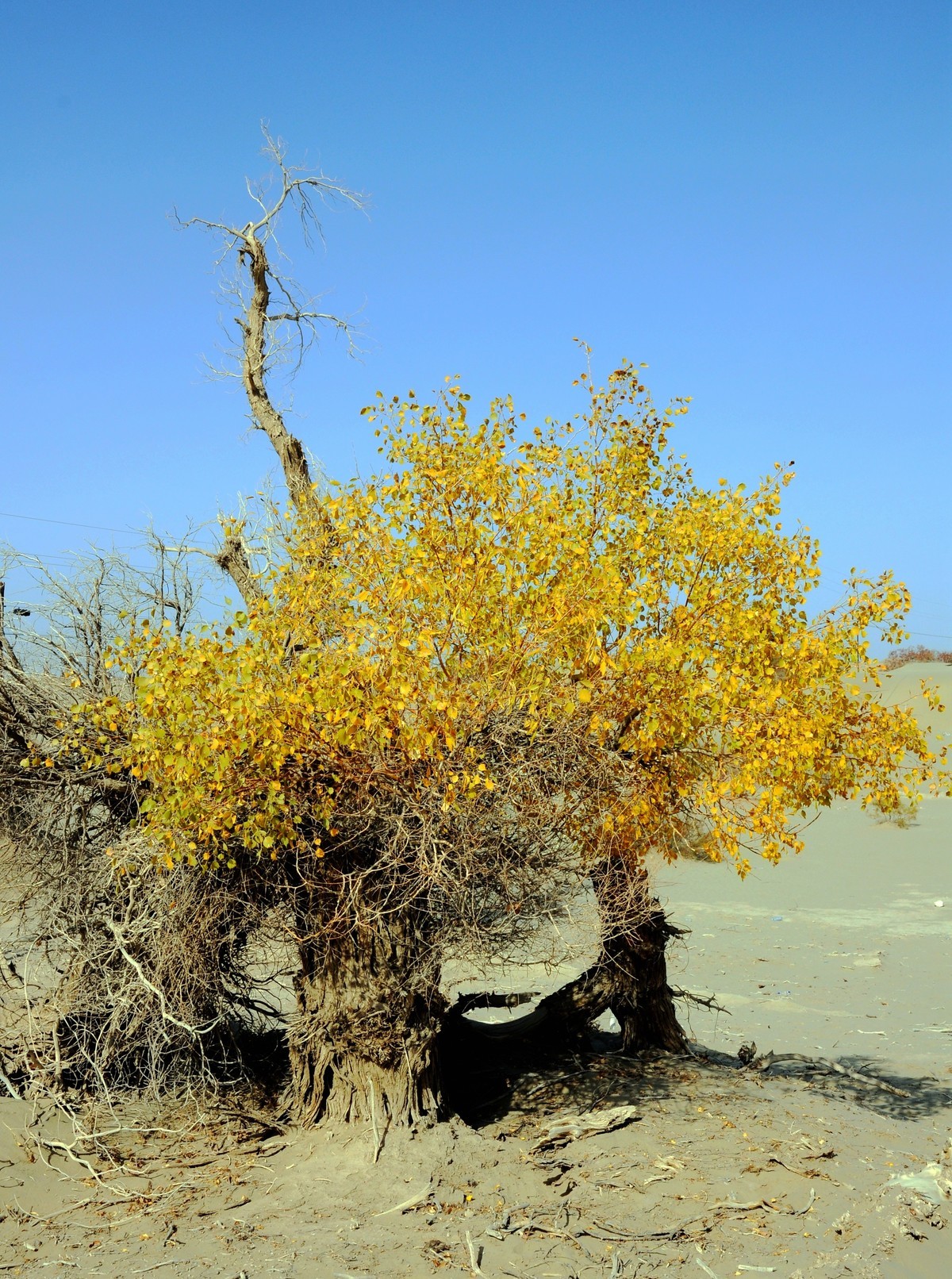 站着等你三千年  —  塔克拉玛干沙漠胡杨