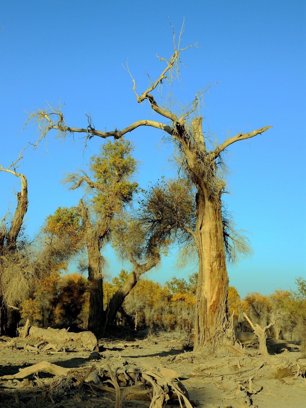 站着等你三千年  —  塔克拉玛干沙漠胡杨