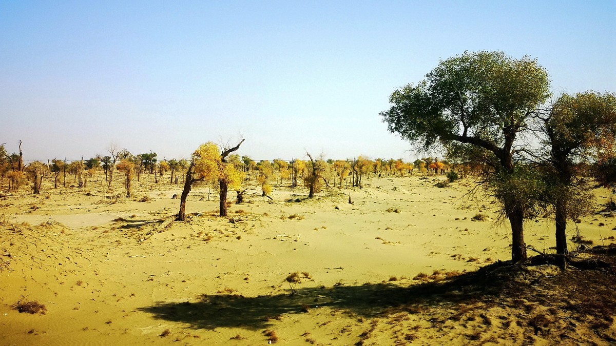 站着等你三千年  —  塔克拉玛干沙漠胡杨