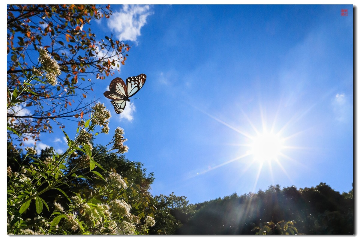 《飞呀飞……，飞到韩国转一圈，胜利凯旋》