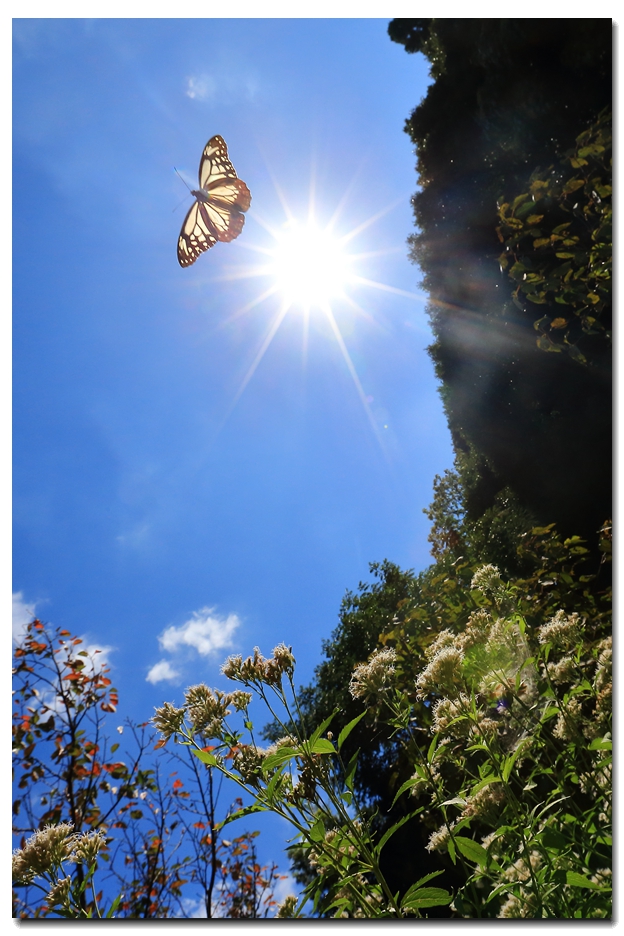 《飞呀飞……，飞到韩国转一圈，胜利凯旋》