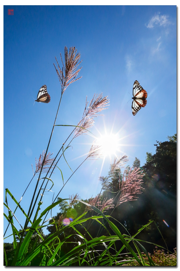 《飞呀飞……，飞到韩国转一圈，胜利凯旋》