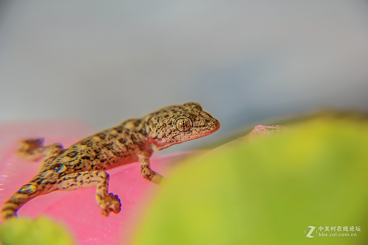 误撞薄纱的壁虎