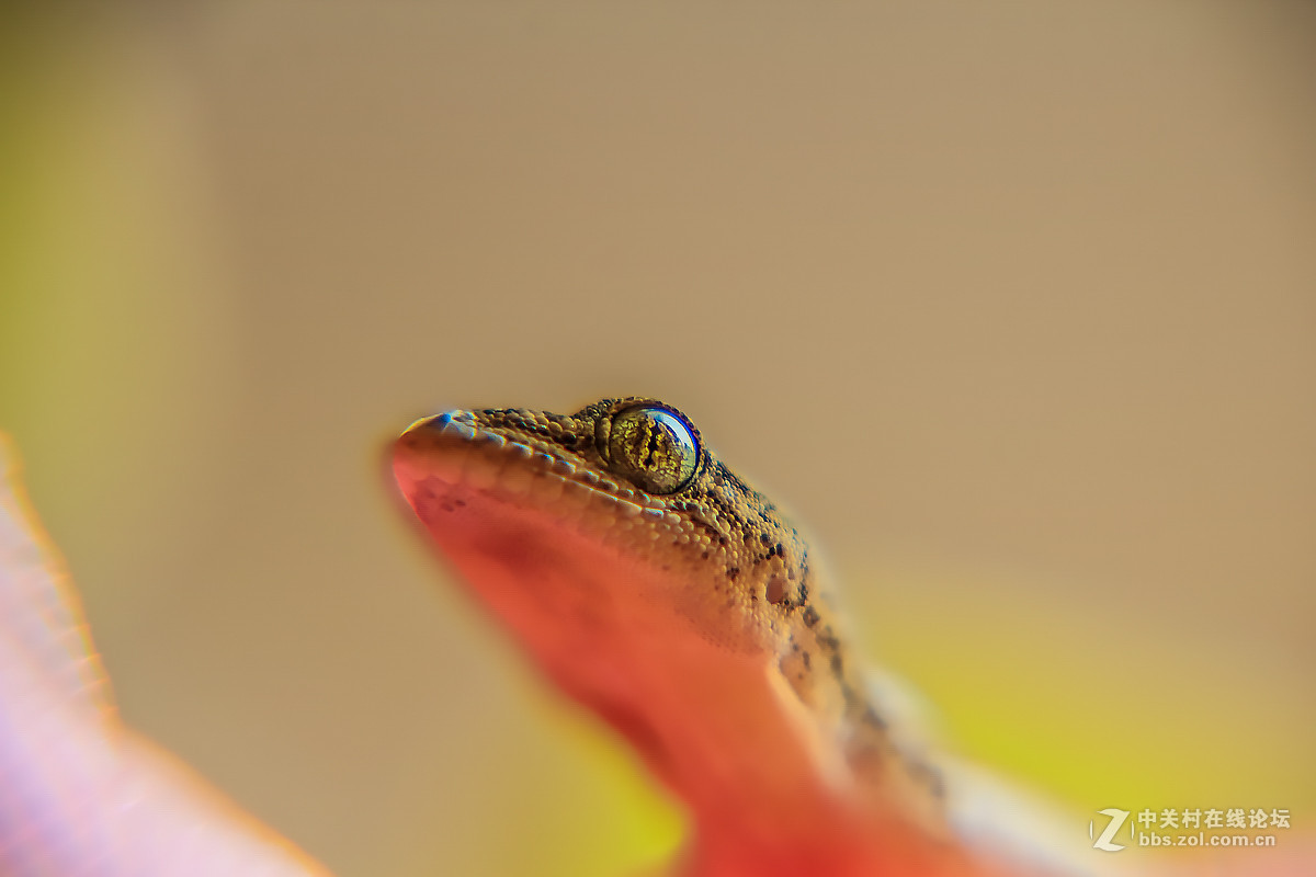 误撞薄纱的壁虎