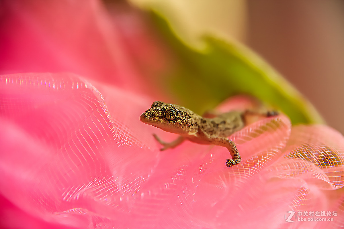 误撞薄纱的壁虎