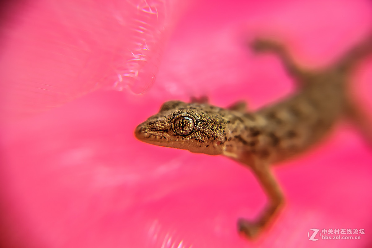 误撞薄纱的壁虎