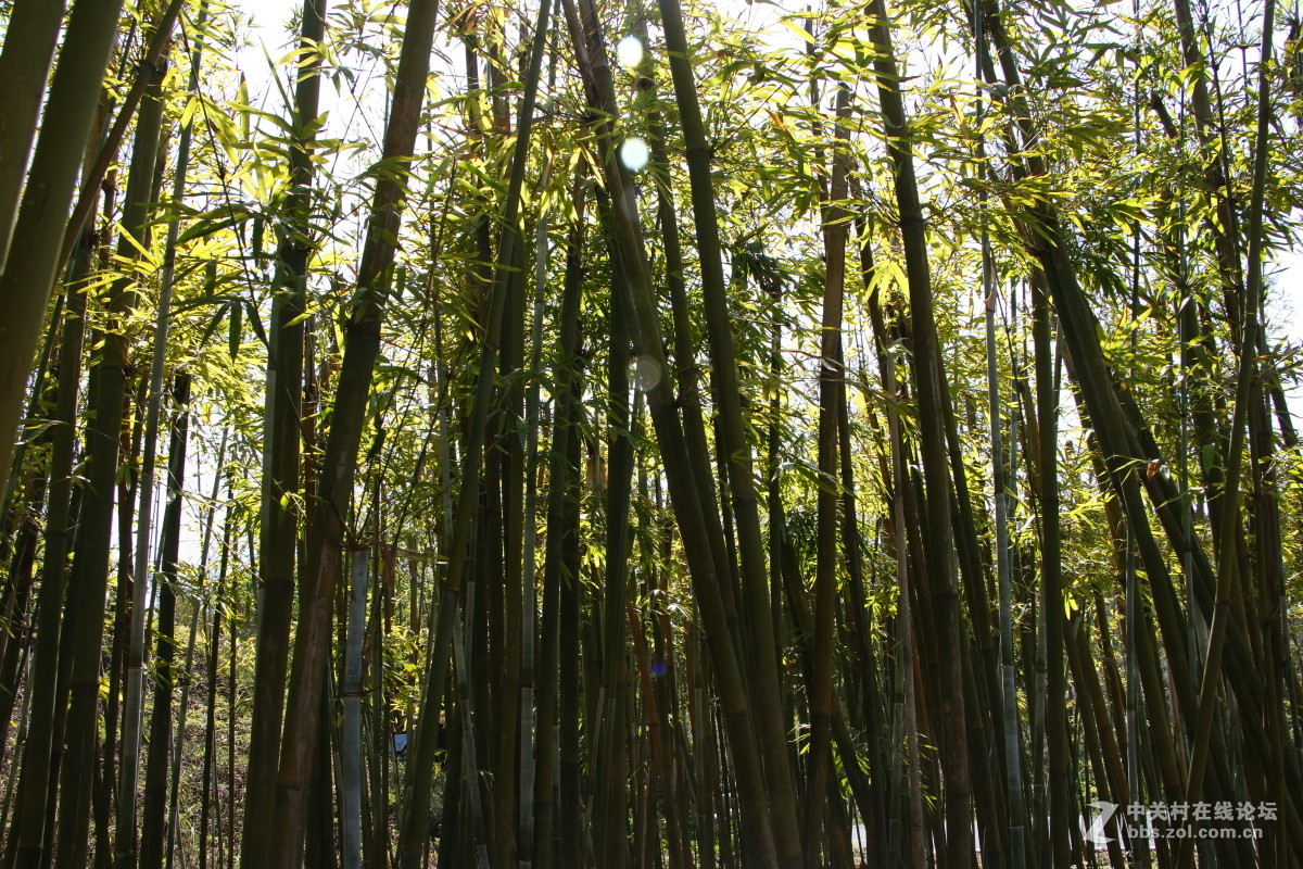 神光山4Ａ级森林公园随拍