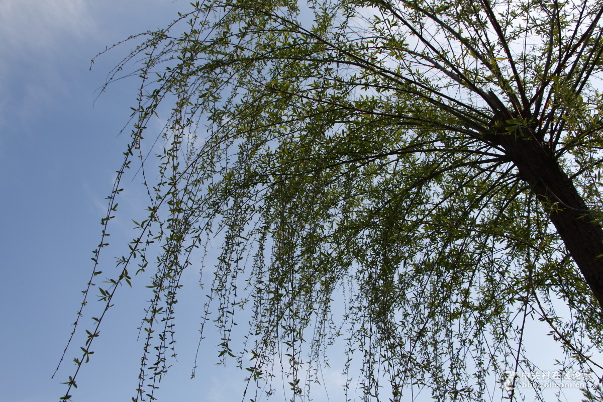 神光山4Ａ级森林公园随拍