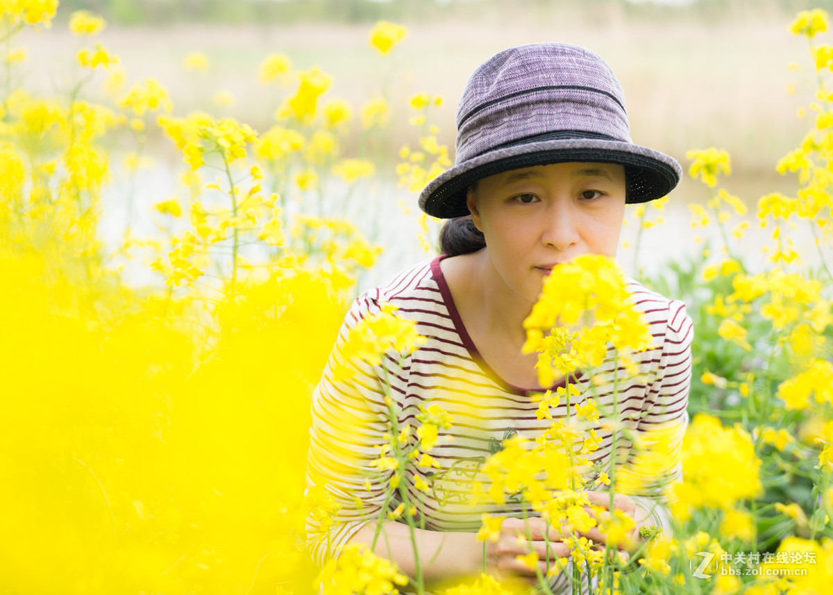 横沙岛上看菜花