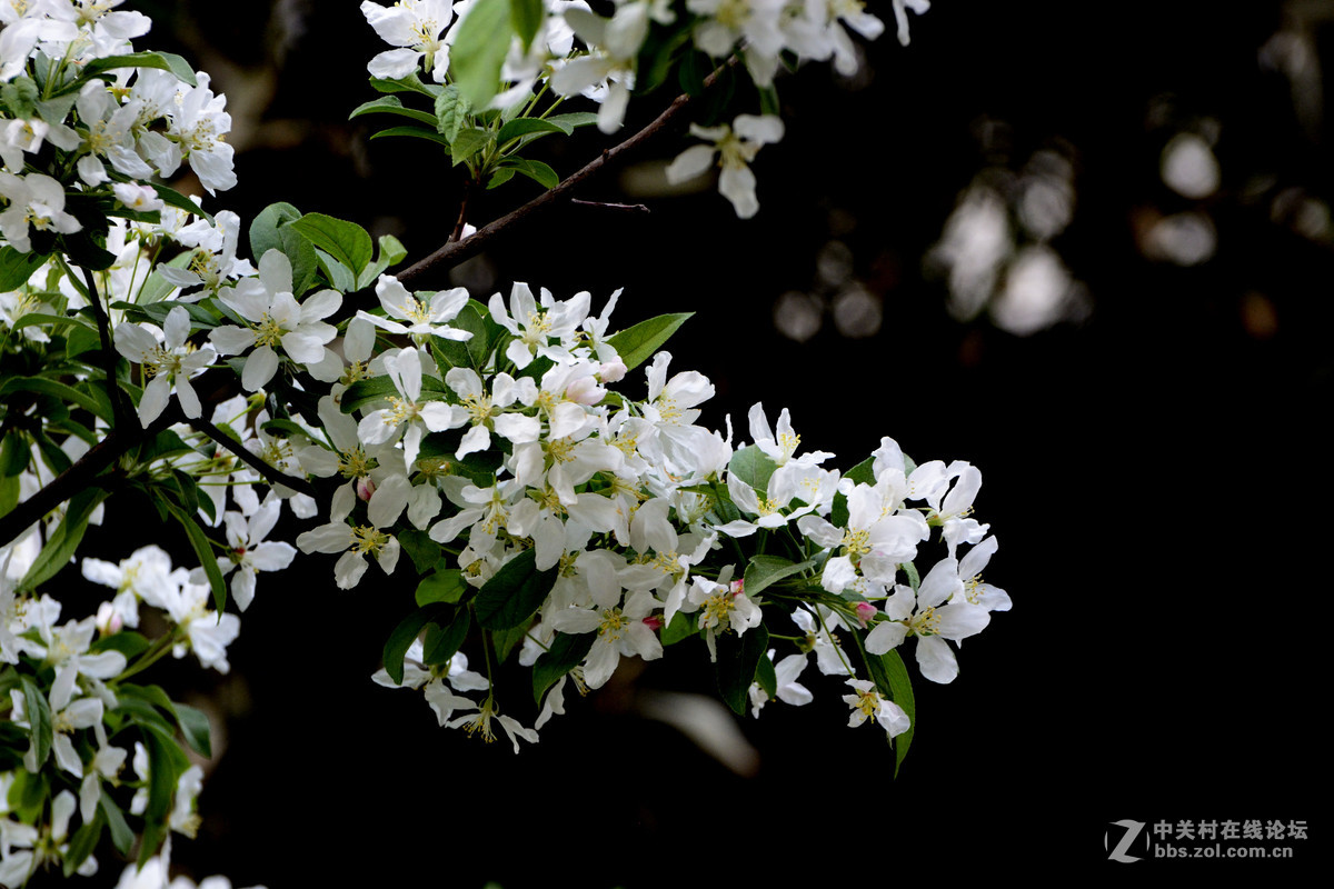 暗调的花花和叶子