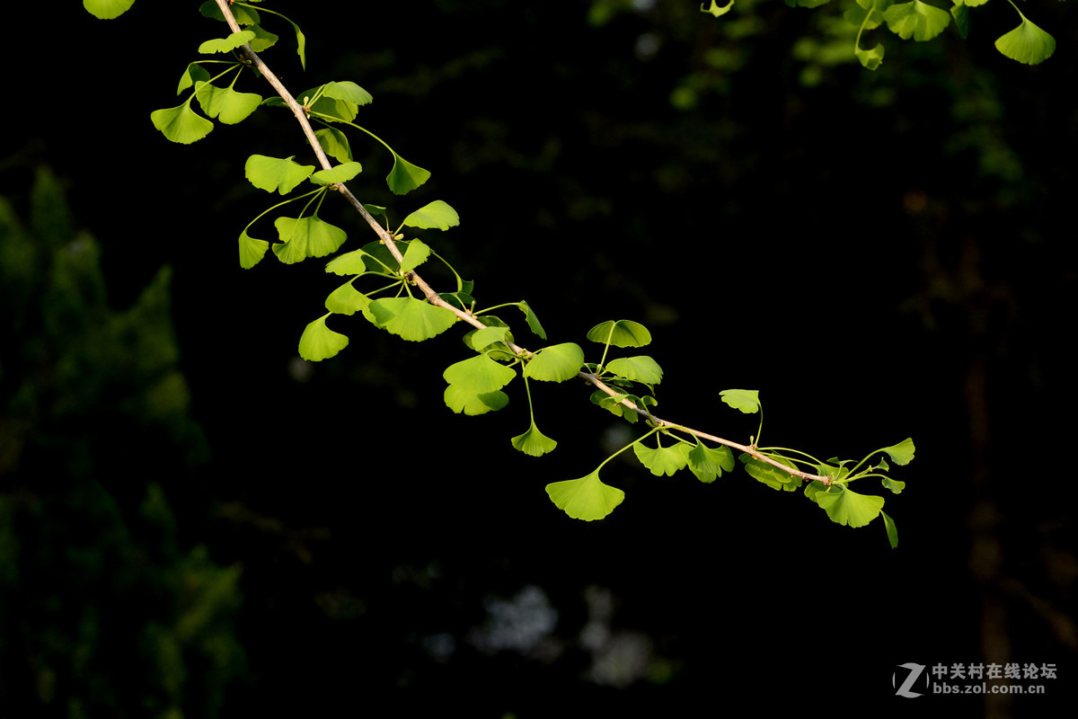 暗调的花花和叶子