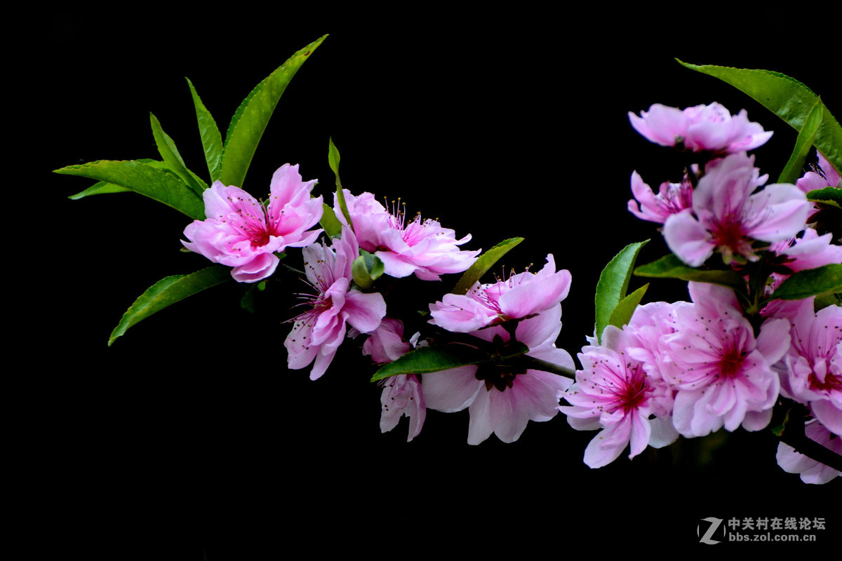 暗调的花花和叶子