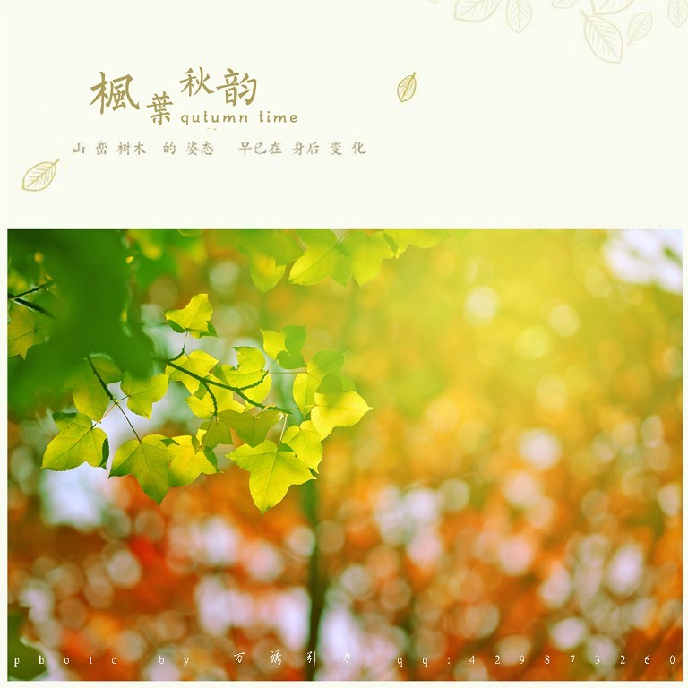 ㊣  秋 叶 ...... ㊣