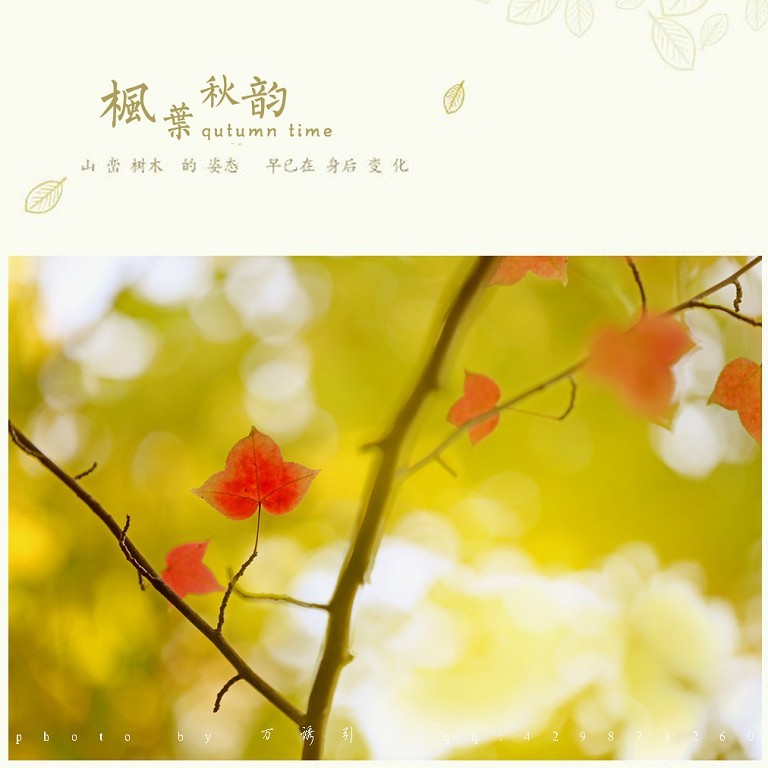 ㊣  秋 叶 ...... ㊣