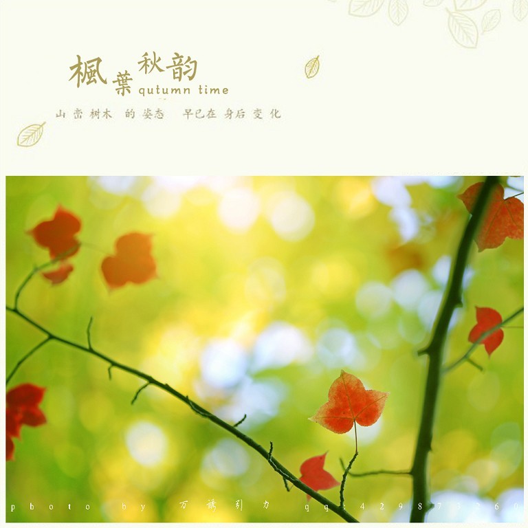 ㊣  秋 叶 ...... ㊣