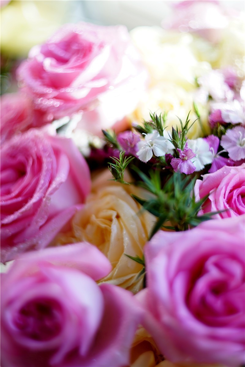 周末随拍45——玛米亚Mamiya  Sekor 55mm  1.4 M42口镜头再拍花