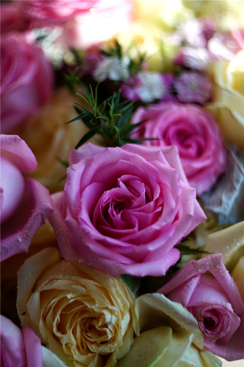 周末随拍45——玛米亚Mamiya  Sekor 55mm  1.4 M42口镜头再拍花