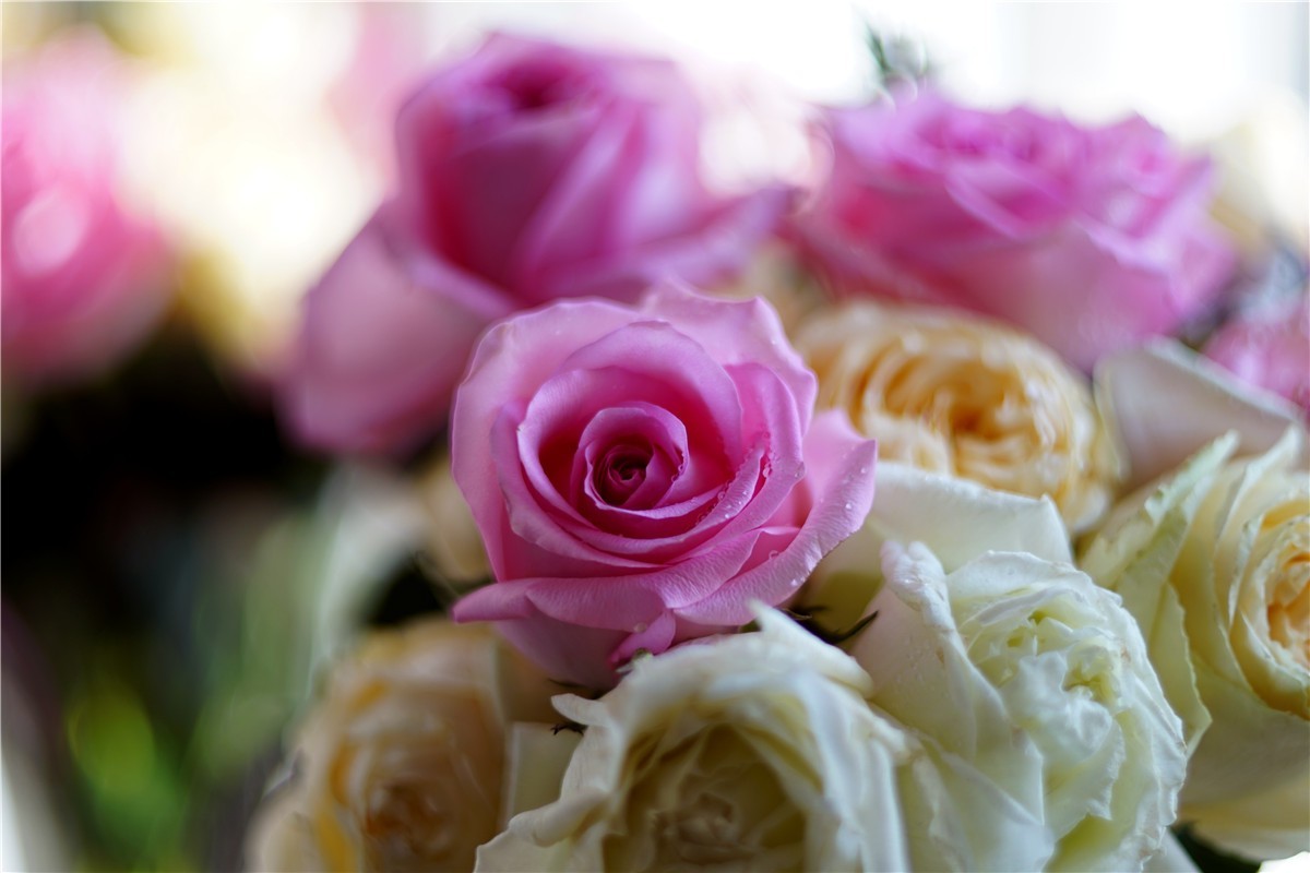 周末随拍45——玛米亚Mamiya  Sekor 55mm  1.4 M42口镜头再拍花