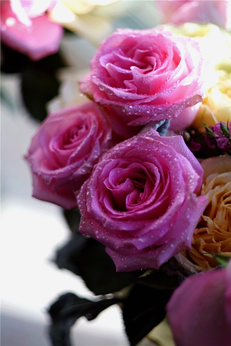 周末随拍45——玛米亚Mamiya  Sekor 55mm  1.4 M42口镜头再拍花